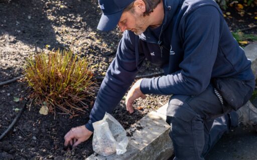 Vaktmester planter blomsterløker i et bed